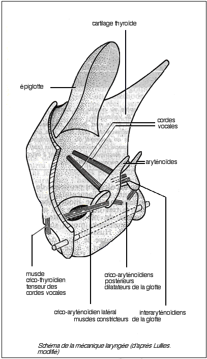 Le Larynx